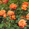 オレンジの薔薇♪　日比谷公園