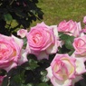 ライトピンクの薔薇♪　日比谷公園