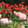 日比谷の薔薇♪