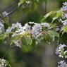 世界に一つだけの花-1