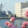 薔薇の向こうは潜水艦♪