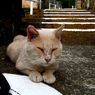 We Love Cat