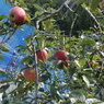 リンゴ園