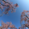 盛岡市米内浄水場 - 枝垂桜Ⅱ