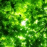2013年5月　嵐山