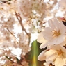 2013年　春　世田谷　