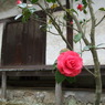 DSCF0642
