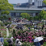 バラの休日⑤