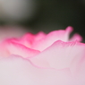 Melty Rose
