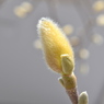 春を待つ芽