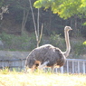 黄金の草原をゆく