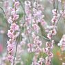 しだれ桜