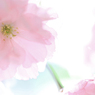 桜シフォン