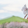 北海道 モエレ沼公園 桜
