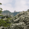 金華と雪花