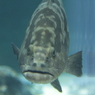 人面魚