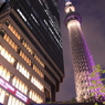 夜のツリー