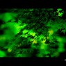 癒される緑