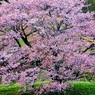 亀ヶ森の一本桜