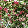 薔薇のアーチ。