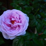 blue rose
