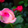 nobly women