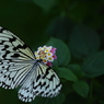 butterfly paradise 1