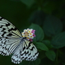 butterfly paradise 1