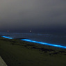 夜光虫 (Noctiluca scintillans)
