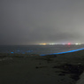 夜光虫 (Noctiluca scintillans)