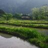 田植え後