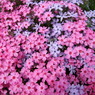 芝桜
