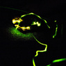 firefly（光跡）