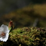 苔むす胴桜