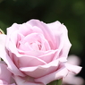 Rose Garden