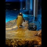 ペンギン