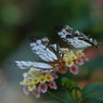 butterfly paradise 12