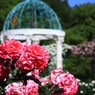 君に薔薇薔薇… という感じ。。。。。