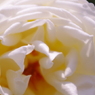 ばらの花2
