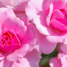 ばらの花4