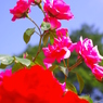 ばらの花5