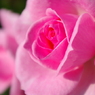 ばらの花10
