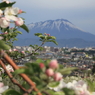 りんごの花 