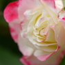 Quand les roses