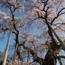 空へそびえる滝桜
