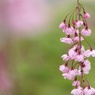 花盛りの枝垂