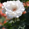白薔薇