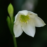 日陰に咲く花