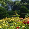 京都府立植物園から比叡を臨む