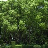 京都府立植物園の森